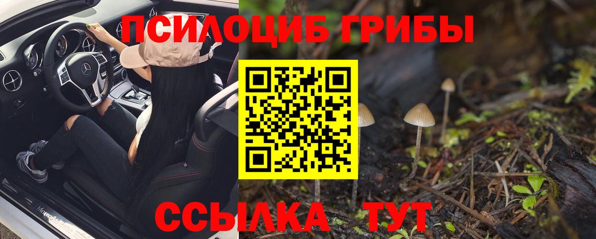Донской  Галлюциногенные грибы Psilocybine cubensis  Вход с VPN 